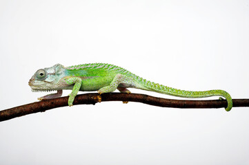 Knysna dwarf chameleon - male // Knysna-Zwergchamäleon - Männchen (Bradypodion damaranum) - Cape Province, South Africa