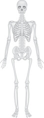 Detailed Human Skeleton Anatomy Front View Illustration