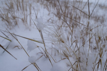 Fototapeta premium tall golden grass in the white snow