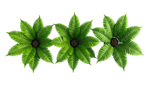 Three fern plants from above, symmetrical radial greenery - Powered by Adobe