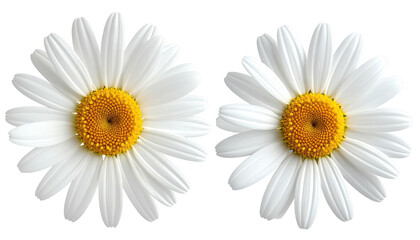 Two daisies bloom, white petals, sunny yellow center
