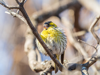 Eurasian siskin male, latin name spinus spinus, sitting on branch of tree. Cute little yellow songbird.