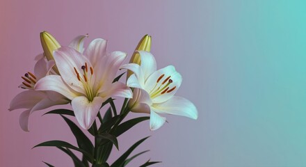 Fototapeta premium Fragrant Lily Blooms: Delicate white lily blossoms, symbols of purity and beauty, stand gracefully against a dreamy backdrop, offering a sense of peace and serenity.