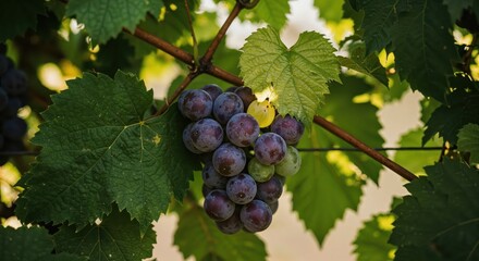 Fototapeta premium A Cluster of Ripe Grapes: A close-up captures a luscious cluster of ripe, dark grapes hanging gracefully from a vine adorned with vibrant green leaves, showcasing the beauty of the harvest season.