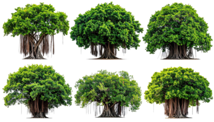 Six banyan trees, dense green canopies, aerial roots