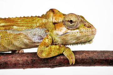 Knysna dwarf chameleon - female // Knysna-Zwergchamäleon - Weibchen (Bradypodion damaranum) - Cape Province, South Africa
