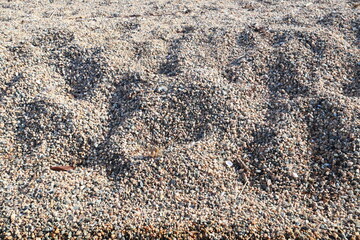 兵庫県赤穂市坂坂越　砂利の多い浜辺の小さなカニ