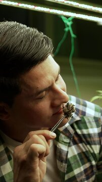 Marijuana farmer tests marijuana buds in curative marijuana farm before harvesting to produce marijuana products
