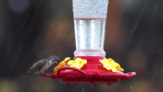 Delicate Flight: A Hummingbird&rsquo;s Rainy Sip