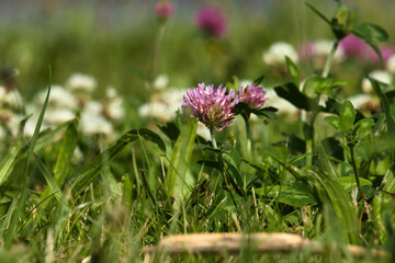 Field of clovers next to a lake in Germany
