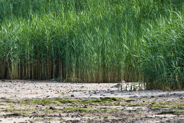 Gull in reeds on a beach
