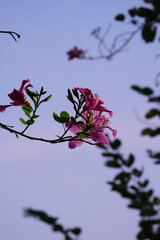 Silhouetted Bauhinia Flowers on a Branch Against a Dusk Sky Background
