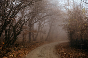 Obraz premium Dark foggy forest during a cold autumn day