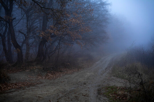 Dark foggy forest during a cold autumn day