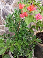 red rose bush in garden