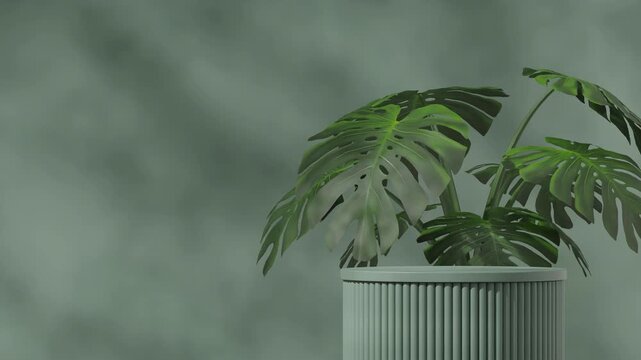 cylinder green podium seamless loop shadow animation with monstera plant leaf green, 3d footage render scene template