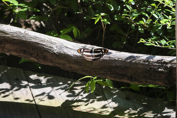 Serene black and white striped moth insect with beautiful wing patterns rests peacefully on wooden log. tranquil moment in sunny outdoor garden with green foliage