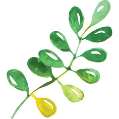 Watercolor Painting Of A Delicate Green Leafy Branch With Yellow Accents On A Transparent Background