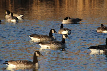 Geese Swimming