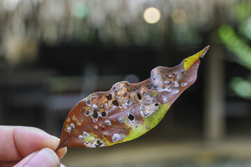 Contemplative close up of hand holding single decaying brown leaf with many holes. fragile foliage shows natural cycle of decomposition and imperfection in nature