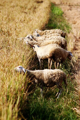 Grazing Sheep in Golden Field Rural Livestock Pasture Scene Natural Farming Countryside Agriculture Landscape Peaceful Meadow Animals Eating Grass Wool Flock Outdoors Sunshine Rustic Environment