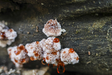 Mysterious macro view of bleeding tooth fungus, hydnellum peckii mushroom on wood bark. This intriguing mycology specimen shows red guttation drops on white surface