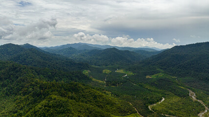 Fototapeta premium Aerial view of palm oil plantations among the rainforest and jungle. Borneo, Malaysia.