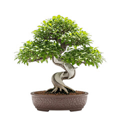 Realistic bonsai tree in a pot on transparent background