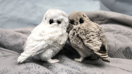 Two cute fluffy toy owls sitting together on a soft grey blanket, winter holiday decoration