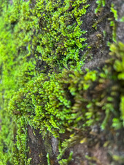 Closeup of vibrant green moss with a small plant growing on top