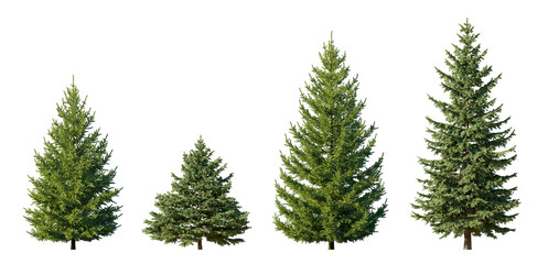 Picea Pungens Colorado Green Spruce isolated png on a transparent background premium nature cutout
