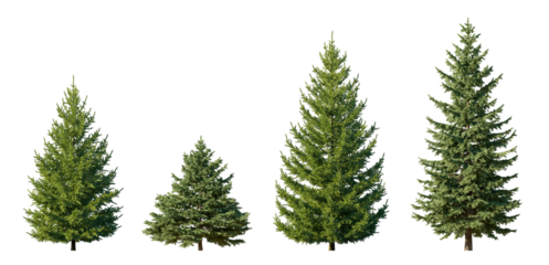 Picea Pungens Colorado Green Spruce isolated png on a transparent background premium nature cutout