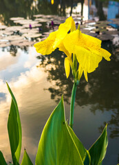 Chiang Mai flowers at sunset,alongside the ancient Mae Kha Canal,surrounding the Old City,Northern Thailand.