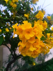 yellow flowers in the garden