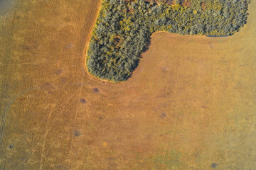 Top-down aerial shot of the sharp boundary between an expansive golden-brown field and a contrasting curved patch of cool green forest. Minimalist abstract nature landscape symbolizing environment.