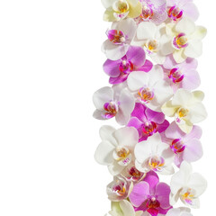 Fototapeta premium Vertical border of colorful orchids isolated on transparent background