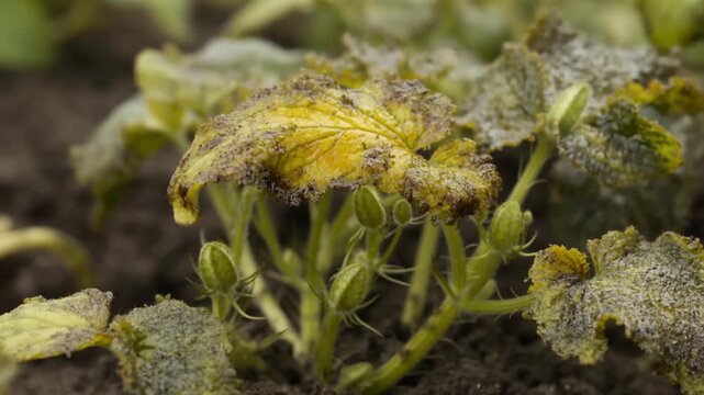 A close-up shot of a plant affected by a fungal disease, showing yellowing and deteriorating leaves and signs of damage Stock Video