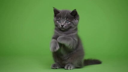 An adorable gray kitten sitting on its hind legs with its paw raised Stock Video