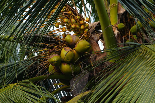 Young Green Coconuts and Golden Yellow Flower Buds on Palm