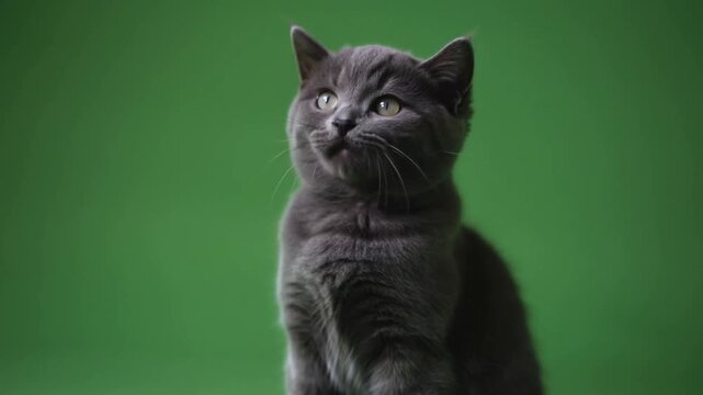 A gray cat with bright eyes looking up. The cat has a sleek coat and alert expression Stock Video