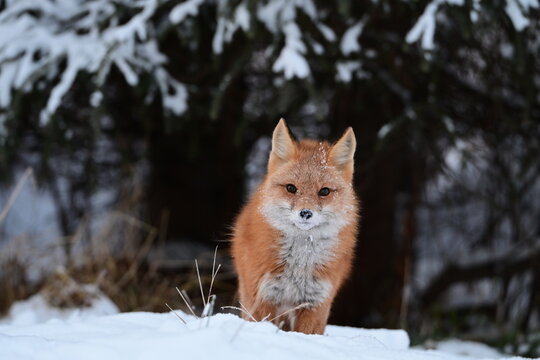 REd Fox in the Snowy Winter