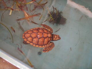 Red Turtle