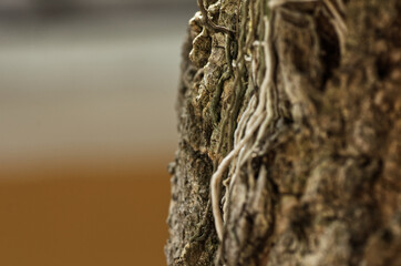 Close-Up of Tree Bark with Exposed Roots and Rough Textured Surface