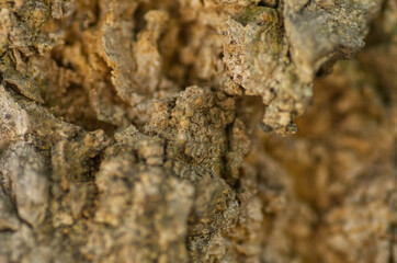 Close Up Of Rough Bark Texture With Cracked Earthy Tones And Natural Details