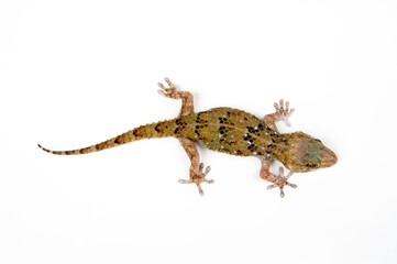 Turner’s (Thick-toed) Gecko // Turners Dickfingergecko (Chondrodactylus turneri)