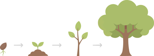 Seed to Tree Life Cycle