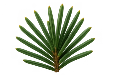 Fir branch with green needles and yellow tips, a fresh conifer sprig representing evergreen plants and nature, transparent background