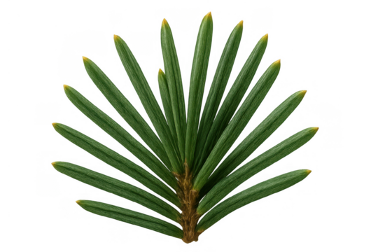 Fir branch with green needles and yellow tips, a fresh conifer sprig representing evergreen plants and nature, transparent background