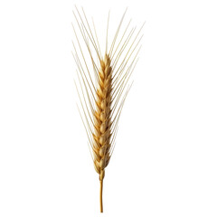 Fototapeta premium Single golden wheat ear with long awns, representing agriculture and harvest season