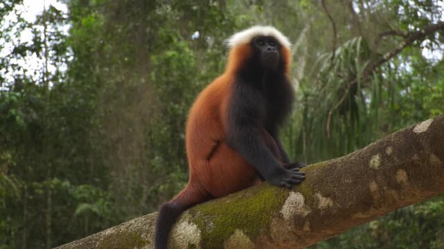 A beautiful monkey sitting on a branch, gazing into the distance. This image evokes a sense of tranquility and curiosity. Stock Video